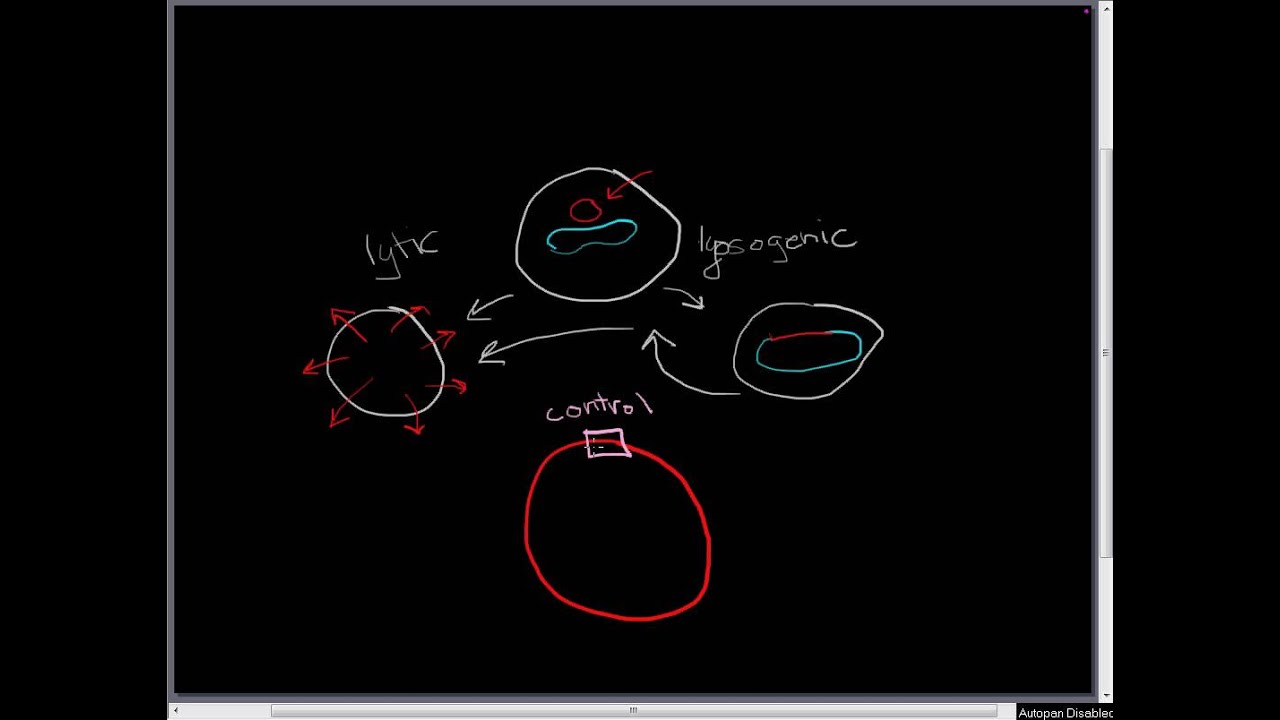 Lambda Phage part 1: the basic lifecycle