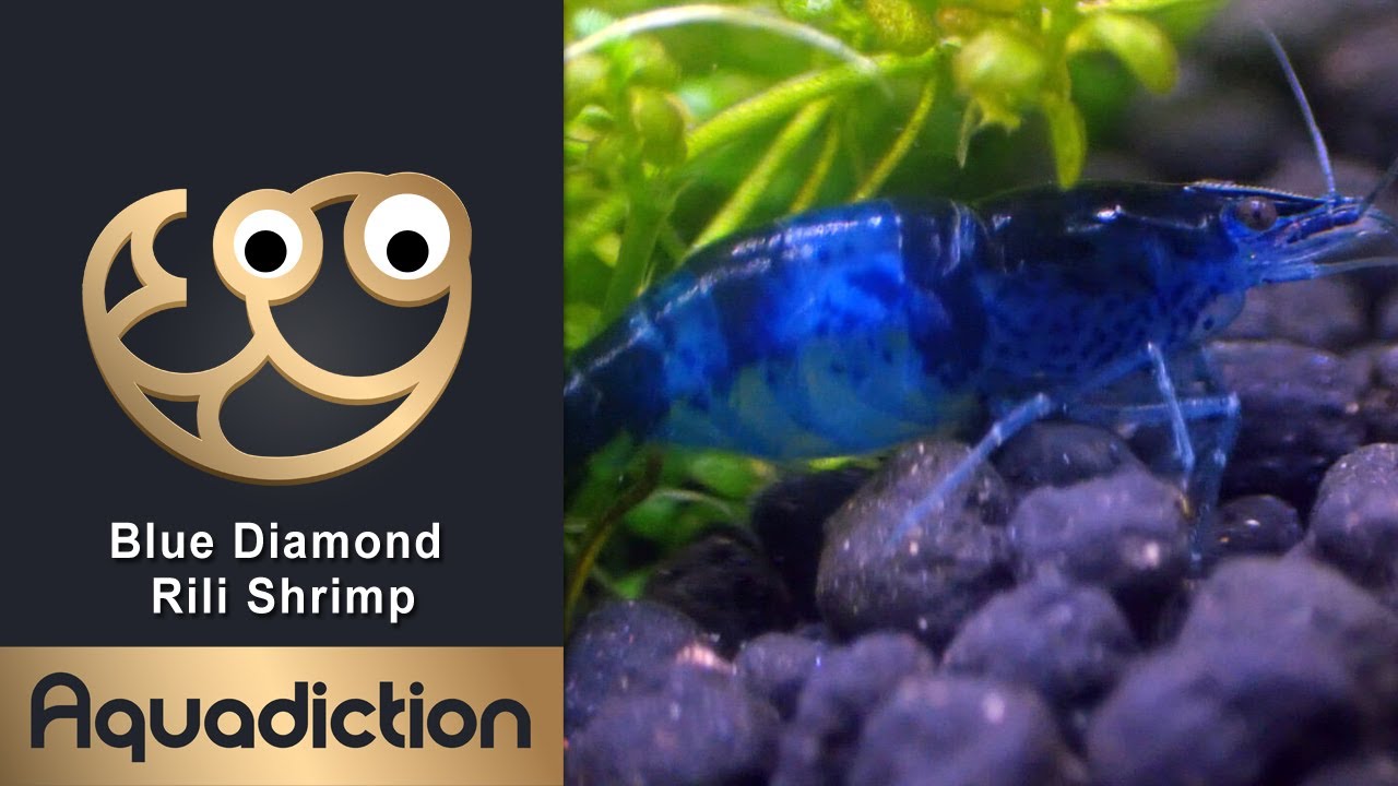 Blue Diamond Rili Shrimp (Neocaridina shrimp)