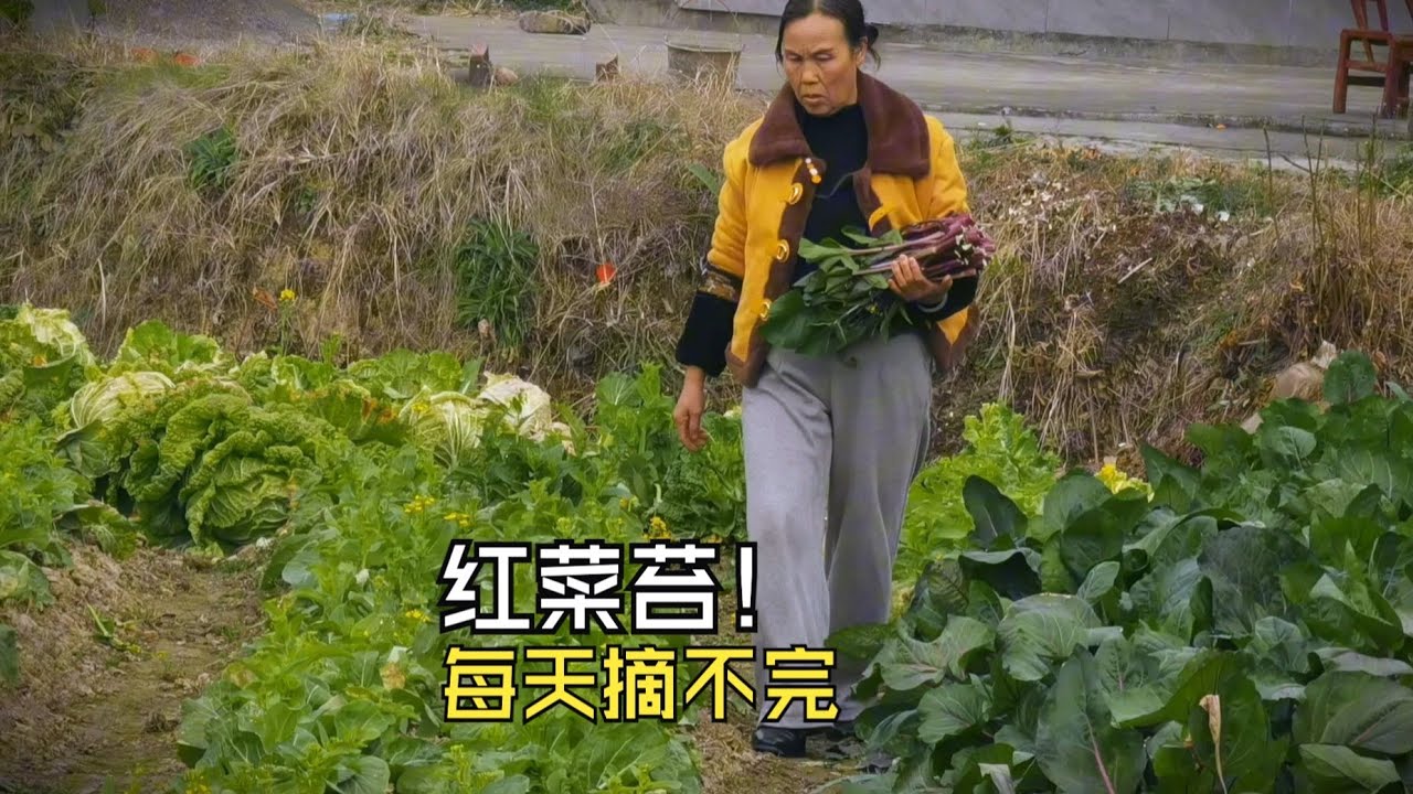 红菜苔抽苔真快，每天都有的摘，红心萝卜不剩多少，卖完好过年！