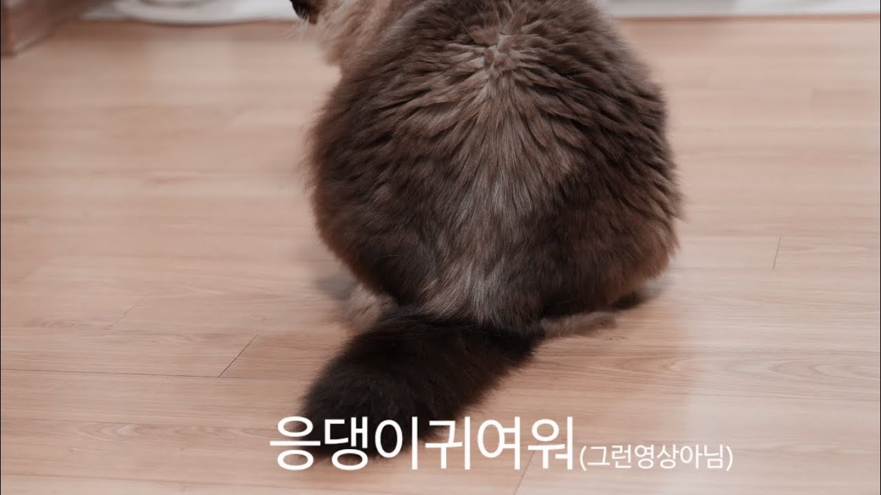 고양이의 사생활