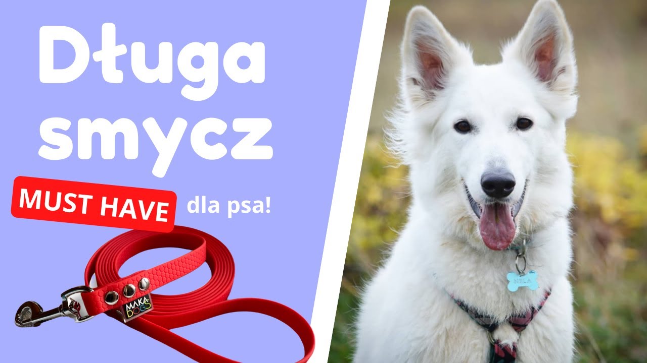 DŁUGA SMYCZ - Dlaczego każdy psiarz powinien ją mieć? Jak się nią posługiwać?
