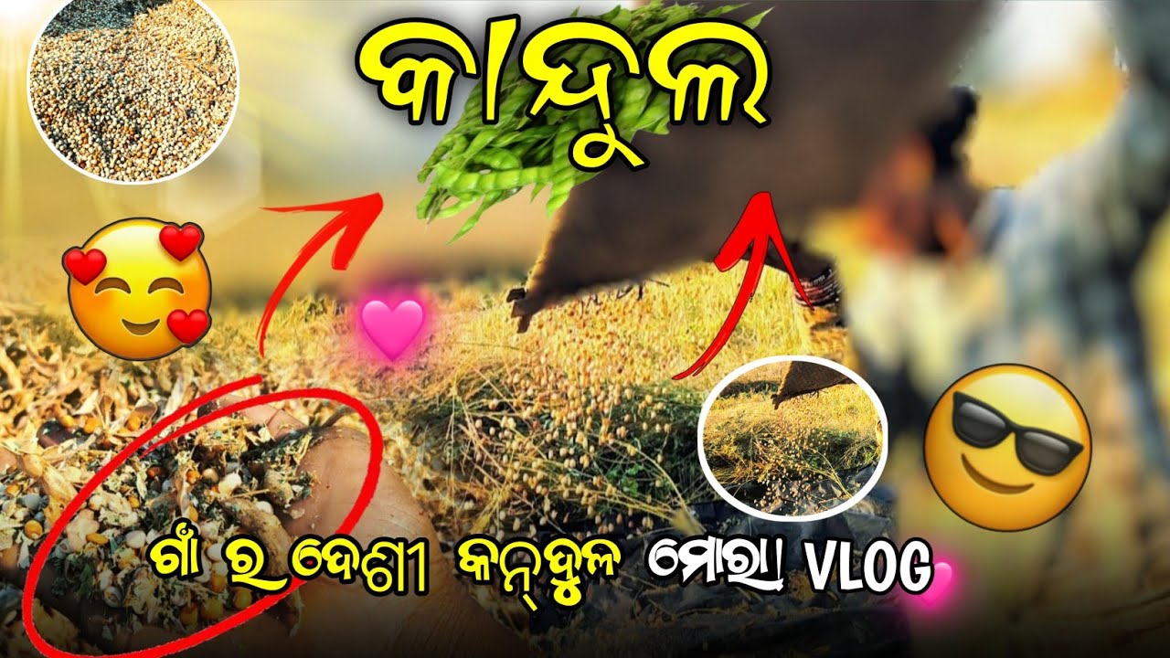 କାନ୍ଦୁଲ ଗାଁ ର ଦେଶୀ କାନ୍ଦୁଲ ମୋରା Vlog #new #odia #dal #ahardal 