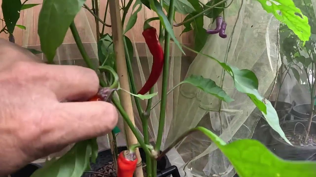 Buena Mulata