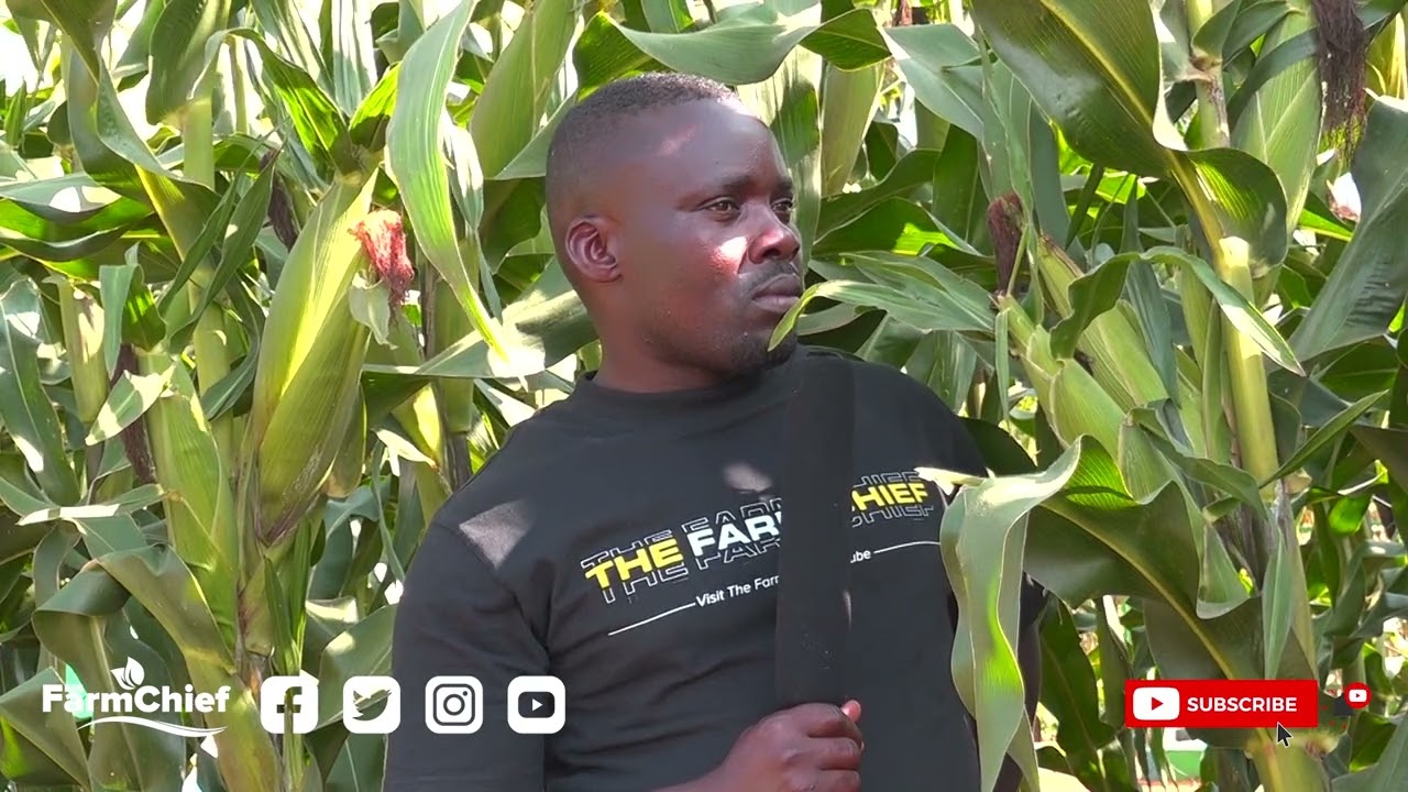 MAIZE FARMING GUIDANCE FOR HIGH YIELDS D KC 9089 and DK 777