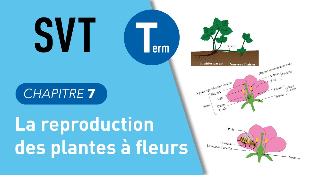 Terminale SVT : la reproduction des plantes à fleurs