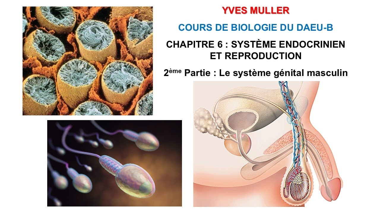 Chapitre 6 - 2ème Partie : Le système génital masculin - Cours de Biologie du DAEU-B