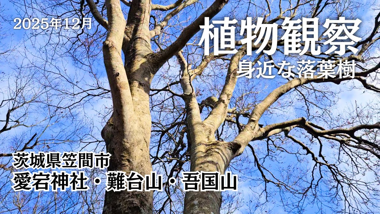 【植物観察】落葉樹の樹皮を観察　愛宕神社から難台山を経て吾国山　ブナ、ホオノキ、クマシデ等