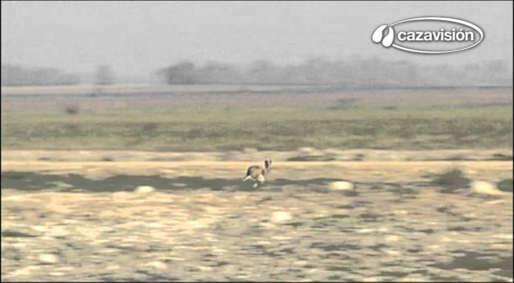 Batida de lebres e perdizes.