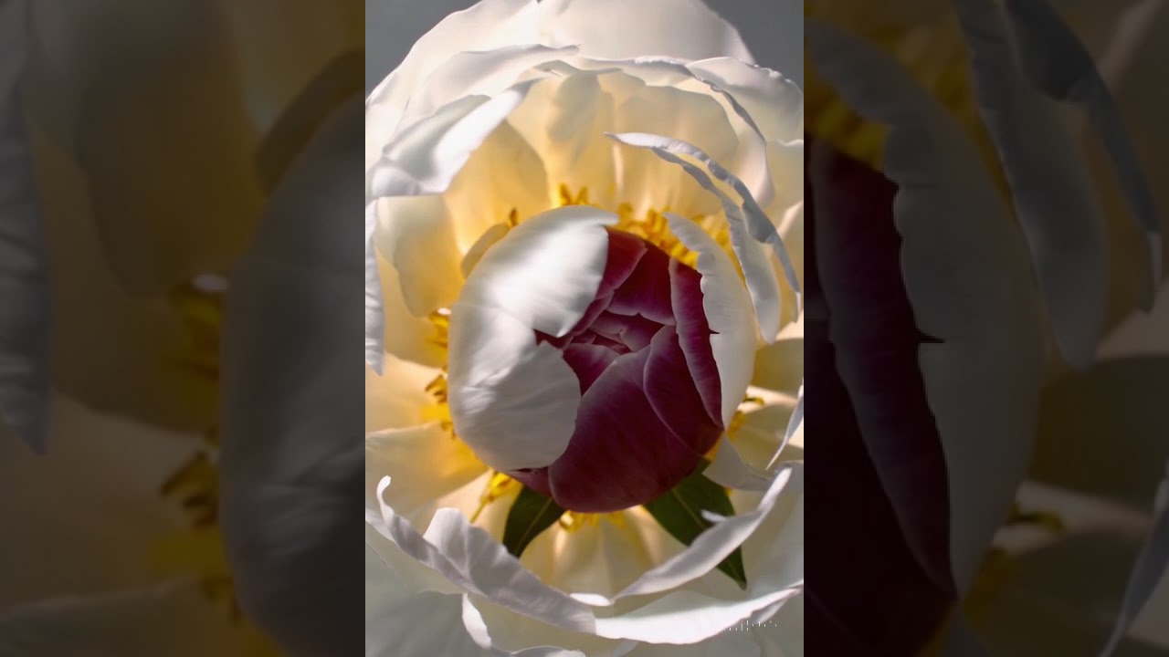 What&rsquo;s Hidden in the Flower? &ndash; A Petal-Sized Mystery Unfolds 🌸🧐#secret