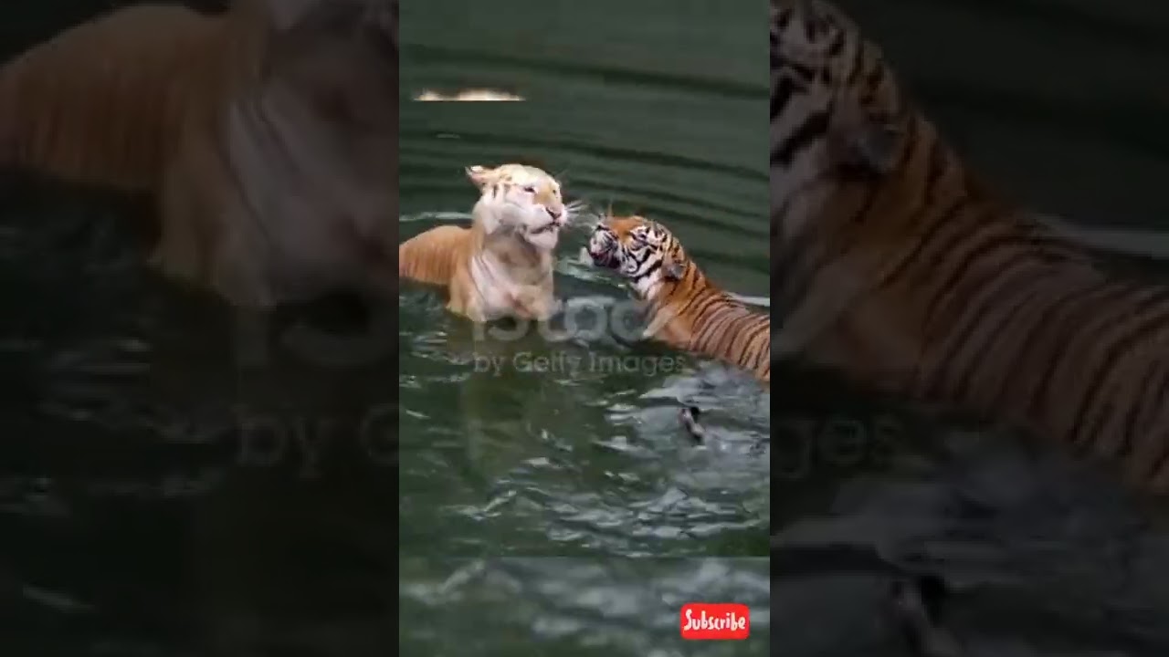 tiger mating with female tiger | wildlife and nature #shorts #shortsvedioviral #youtubeshorts india
