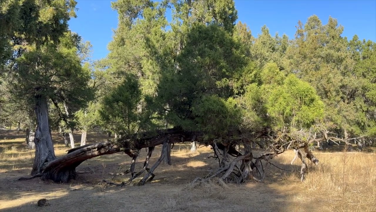 Calatañazor Fuentona 20251018