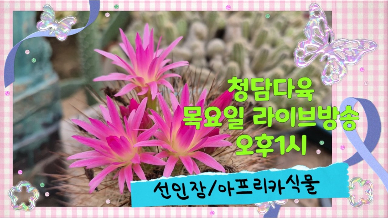 청담다육 라이브방송 (☎️010 4122 3663) #선인장 #아프리카식물 #cactus #サボテン #succulent