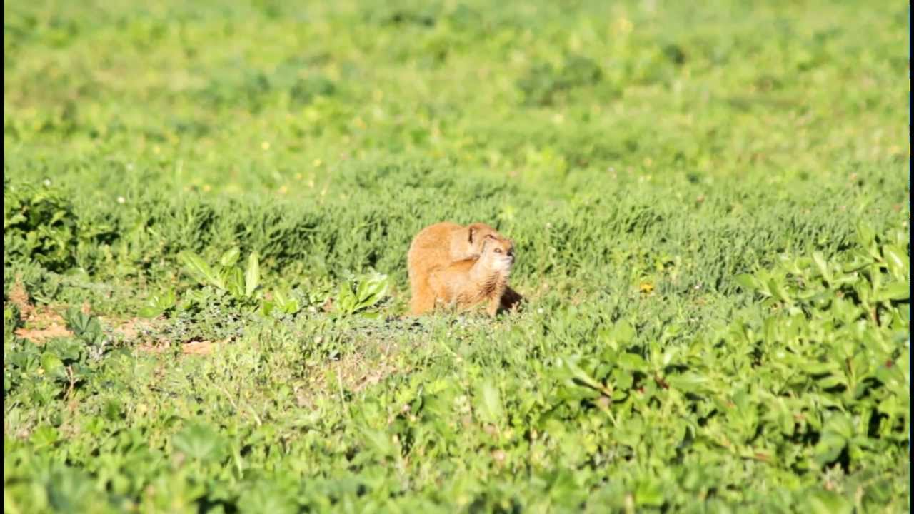 Mating pair of Yellow Mongoose - Addo Elephant Park (South Africa)