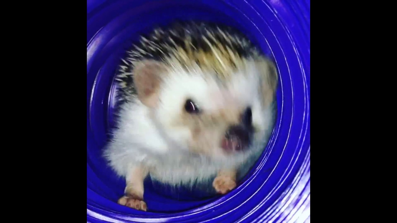 Vídeos de erizos domésticos.  Funny hedgehog videos