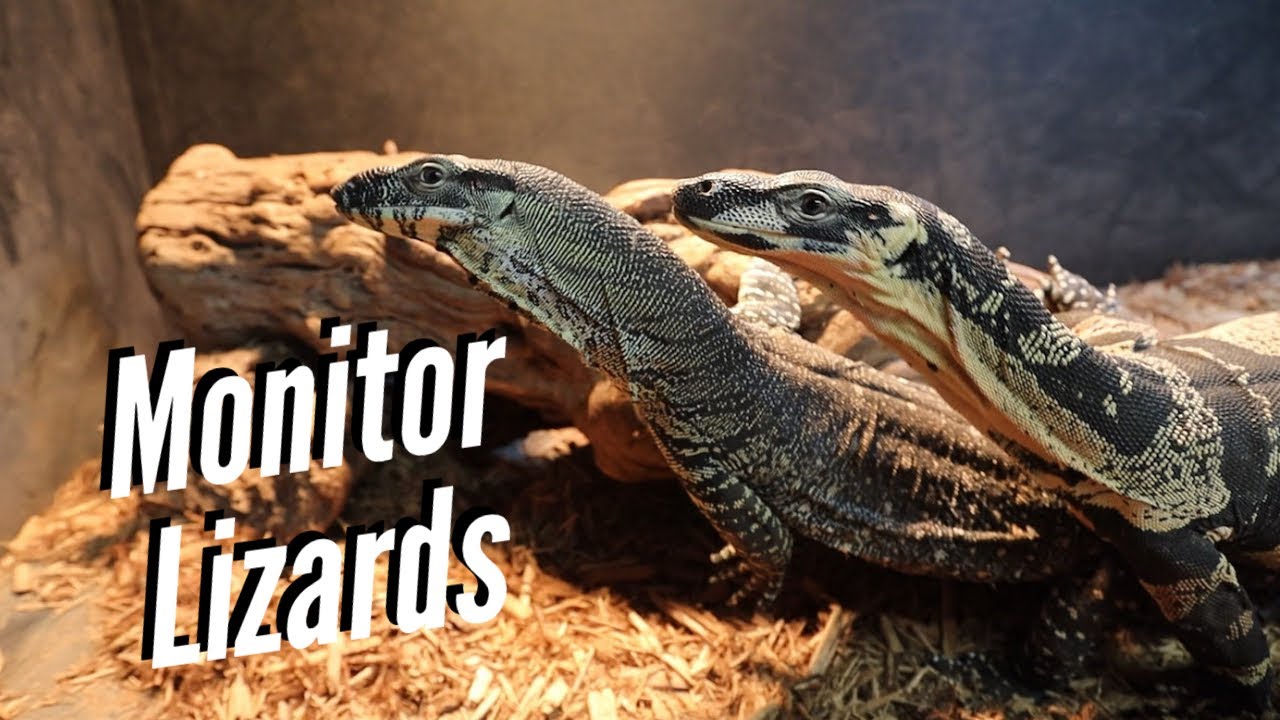 Reptiles Reptiles Reptiles | Monitors