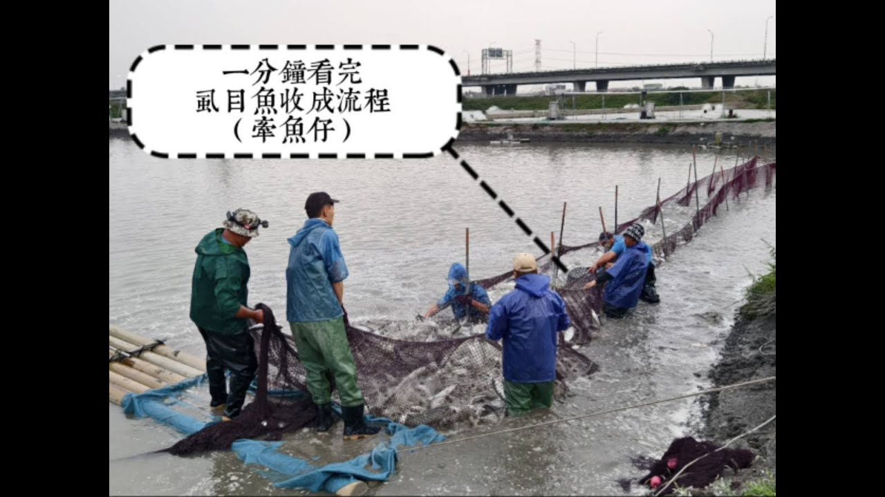 一分鐘看完虱目魚收成流程（牽魚仔）