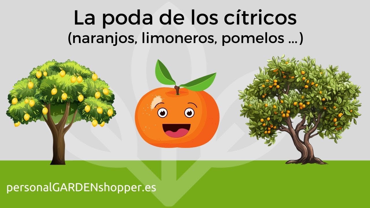 La poda de los c&iacute;tricos (naranjos, limoneros, pomelos ...)
