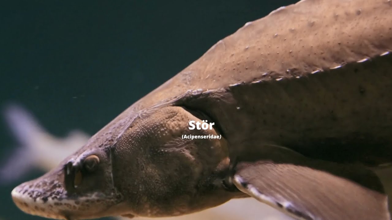 Fischart Stör: Störe sind Knochenfische, keine Gräten, anadrome Wanderfische und Kaviar Speisefische