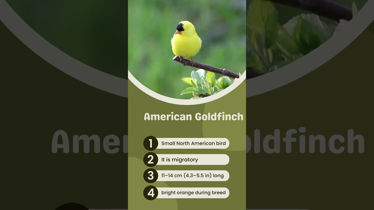 American Goldfinch Identification: The Ultimate Guide for Birdwatchers