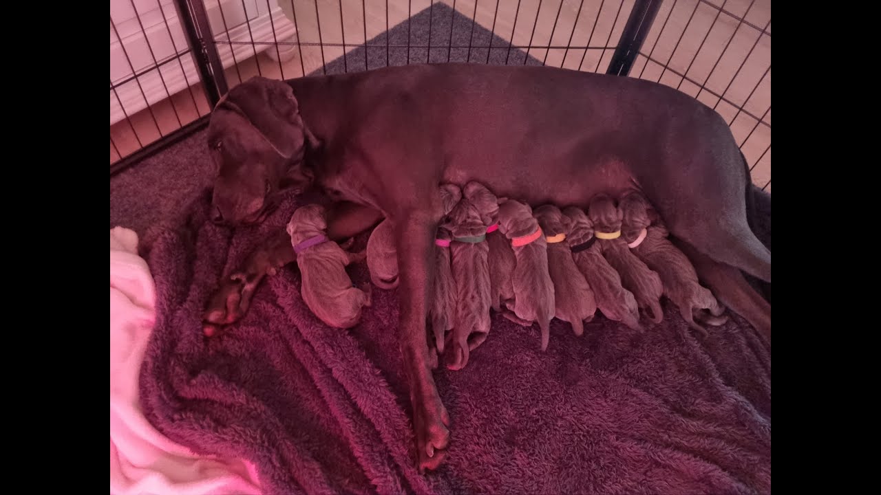 Weimaraner Geburt - A Wurf - Vom Gräfensteiner Adel