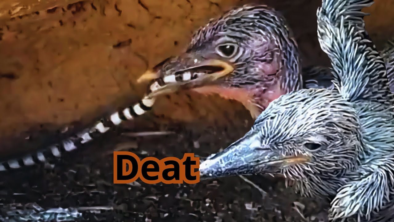 Kingfisher 01 - Tragedy: Kingfisher chick dies from venomous snake 