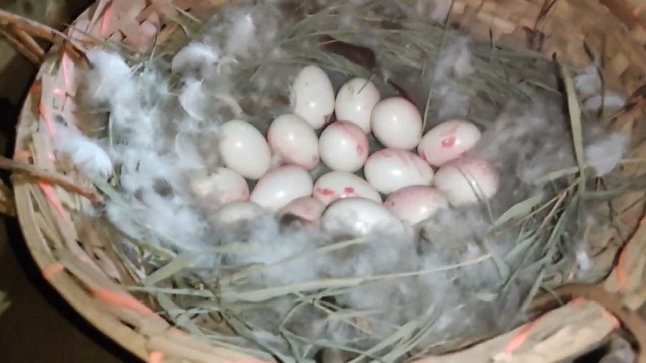 খাঁচা না থাকাই মাটিতে বসানো হয়েছে ডিম।