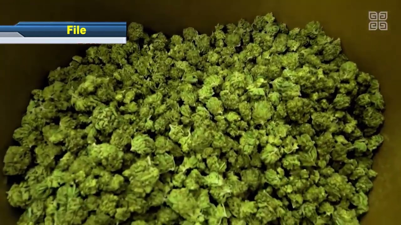 What’s up with weed? New Growth Industries Minister says Belize is getting left behind