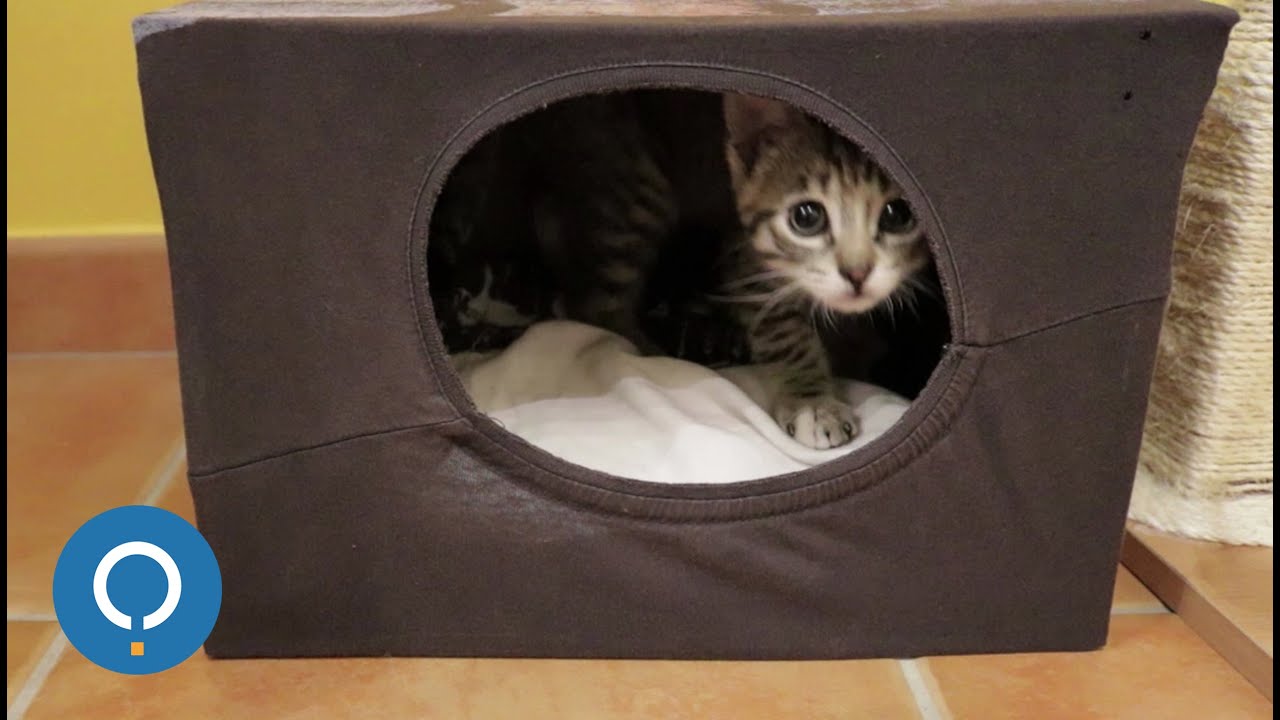 Fabriquer une maison en carton pour chat