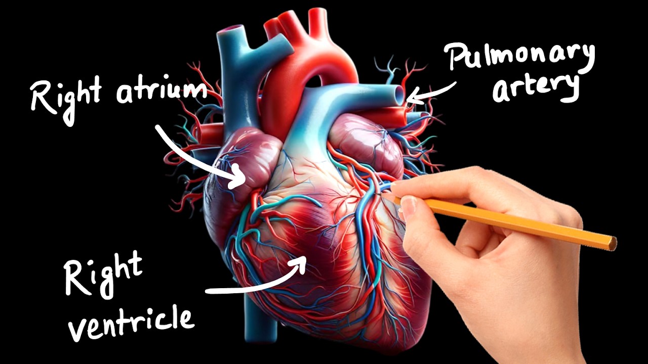 Structure and Function of Heart (in Hindi)