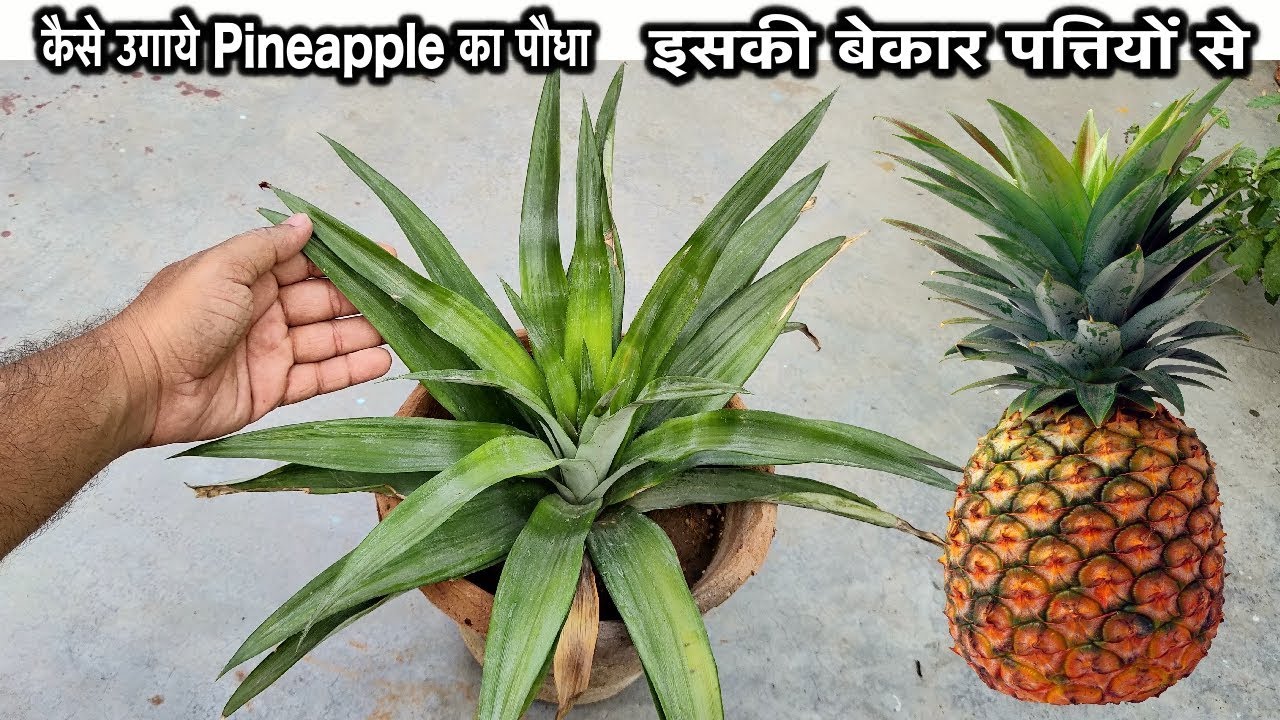 कब और कैसे उगाये पाइनएप्पल का पौधा इसकी बेकार पत्तियों सेI How to Grow Pineapple At Home Fast & Easy