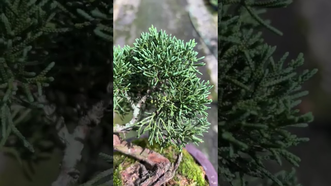 Another 18 years old air layered shimpaku  