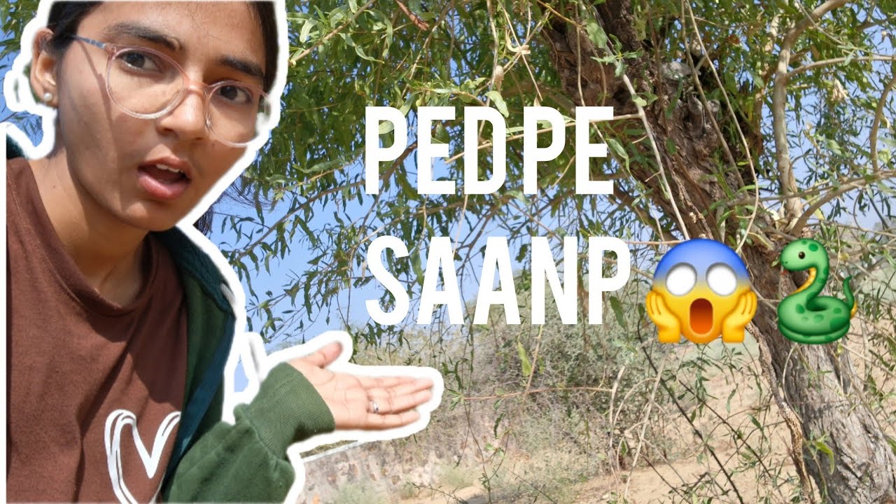 Ped pe saanp kahan se aya 😱🐍|| @Varsha_bishnoiii ||     #villagelife #bishnoi #rajasthan #dailyvlog 
