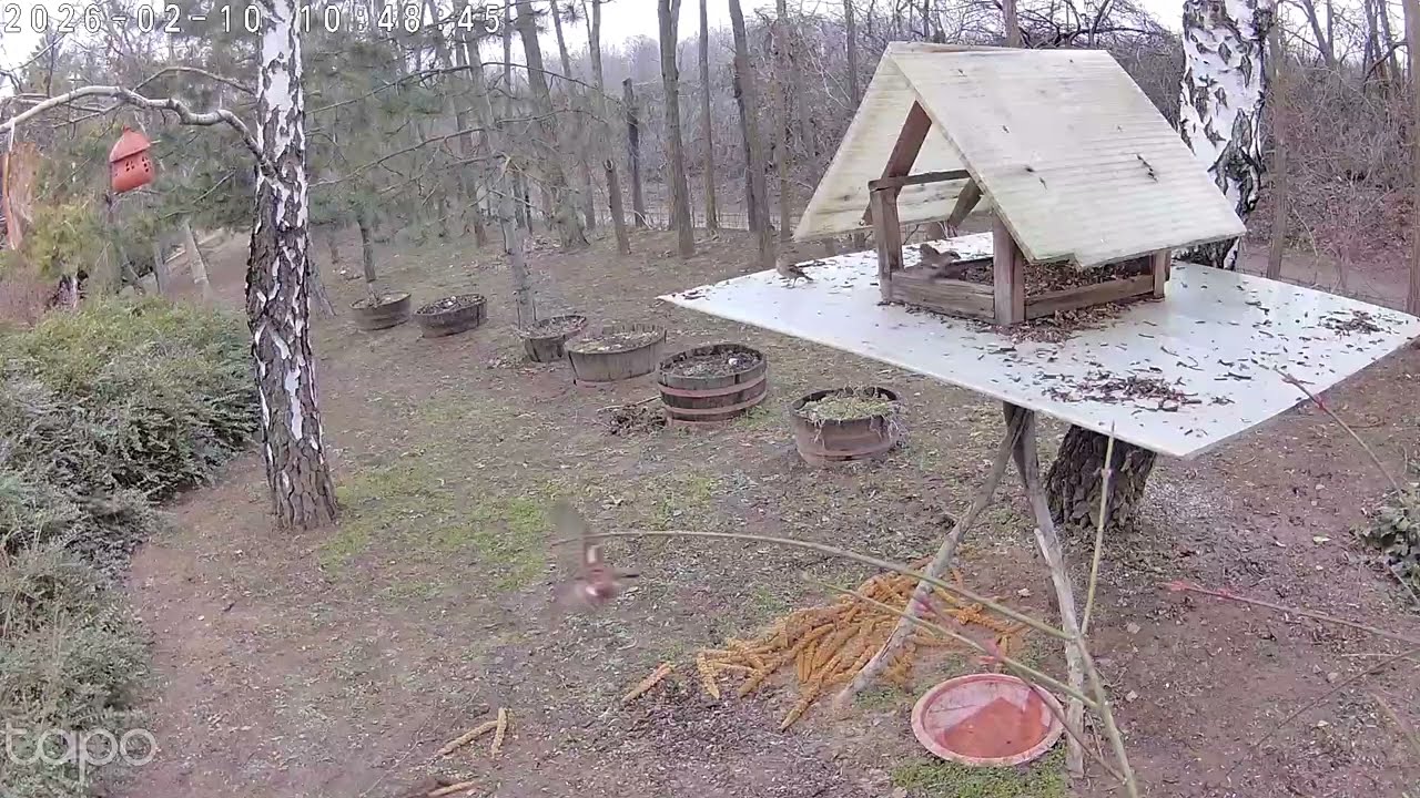 Csúcsforgalom a madáretetőnél 🐦