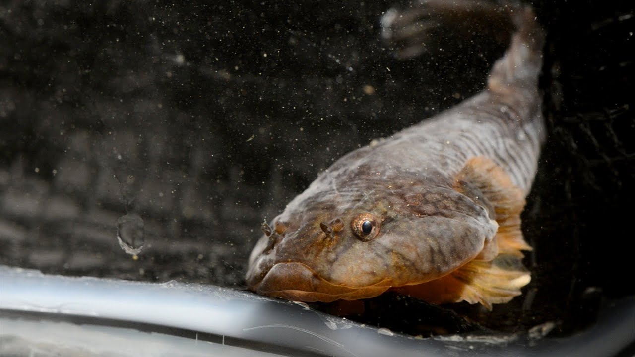 This Fish Sucks: The Northern Clingfish