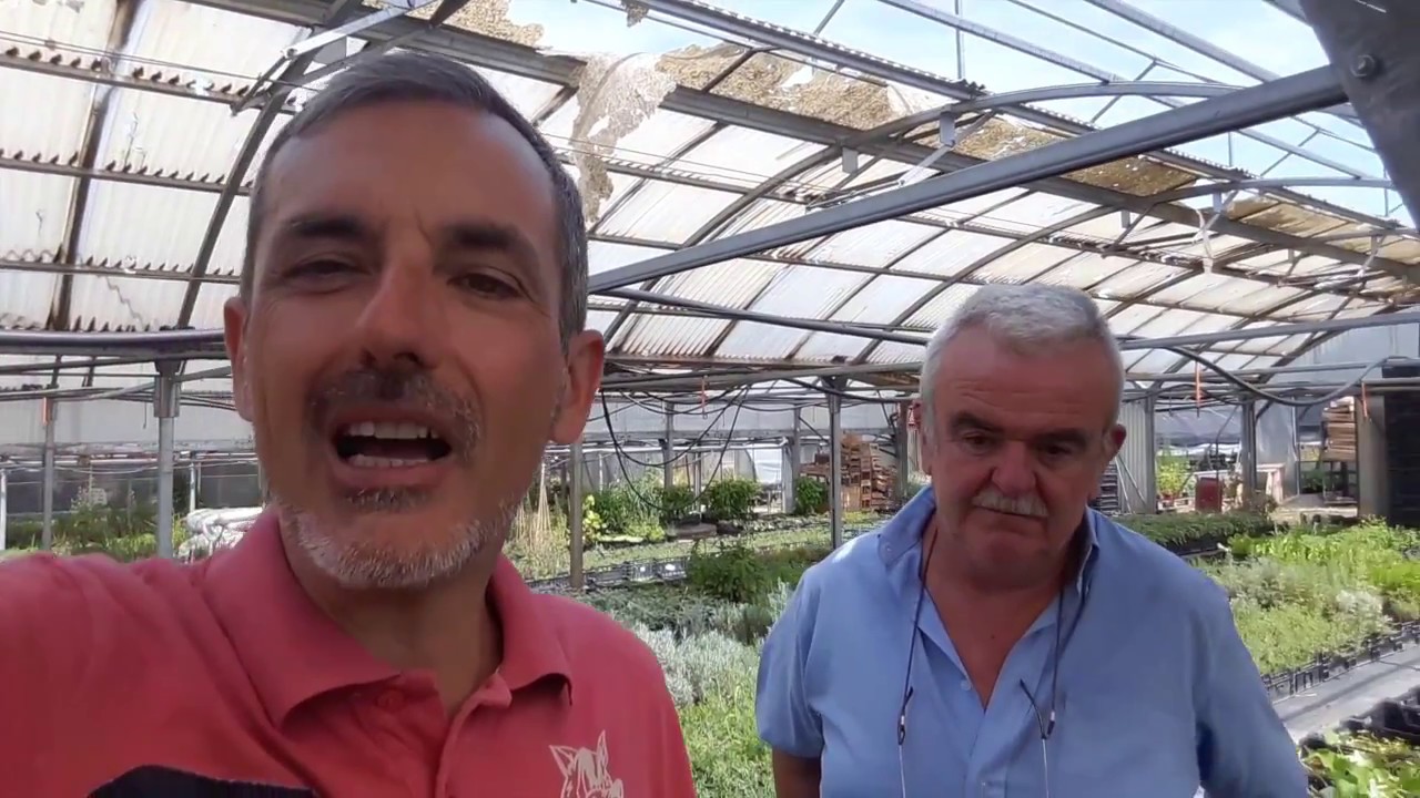 Come moltiplicare le piante aromatiche? Talea o seme?