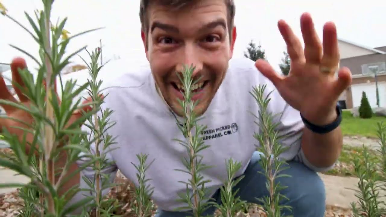 Drying Herbs The Way Ancient Egyptians Did  - And You Should Too!