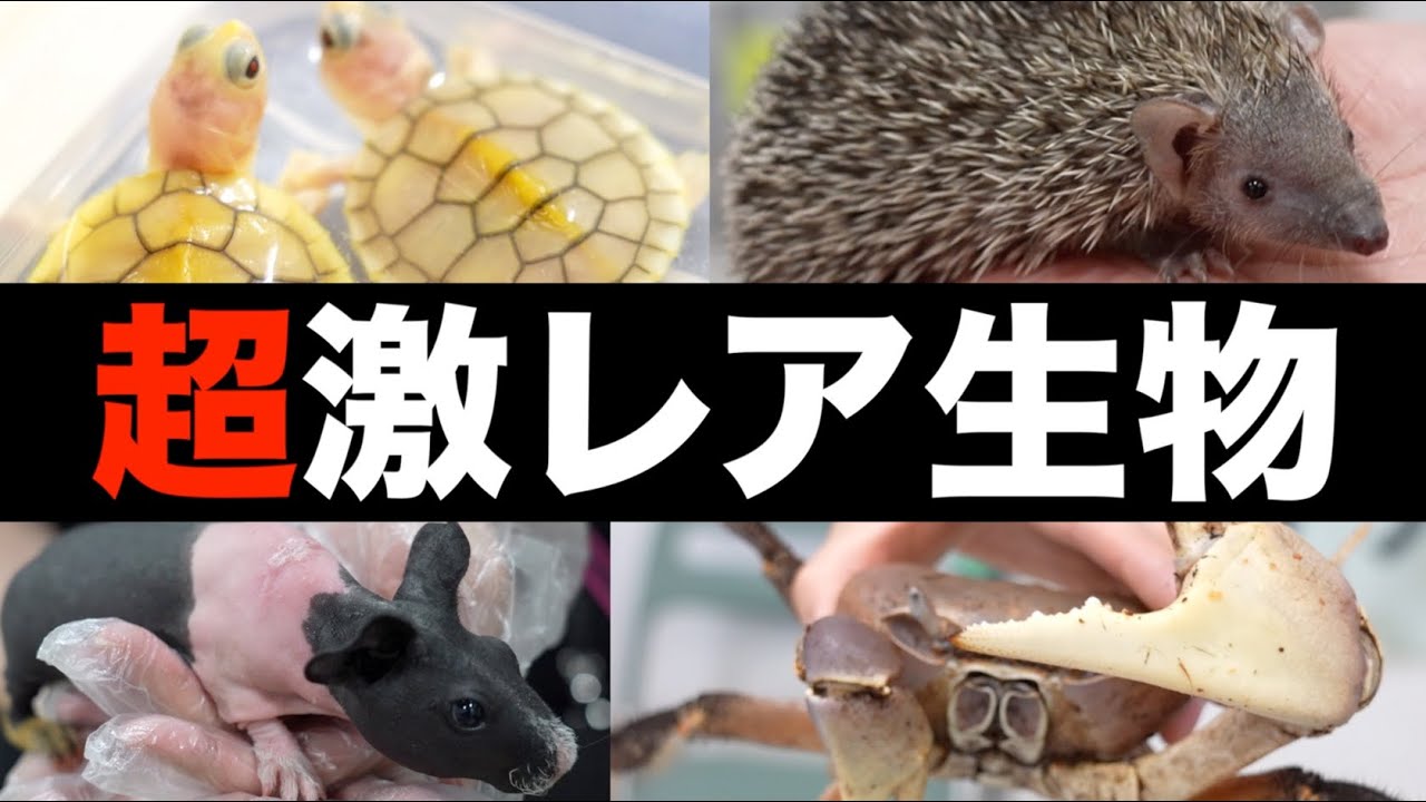 ペットショップでは買えない超激レア生物が集まるイベントに行ってきた！！【BLACK OUT･京都】