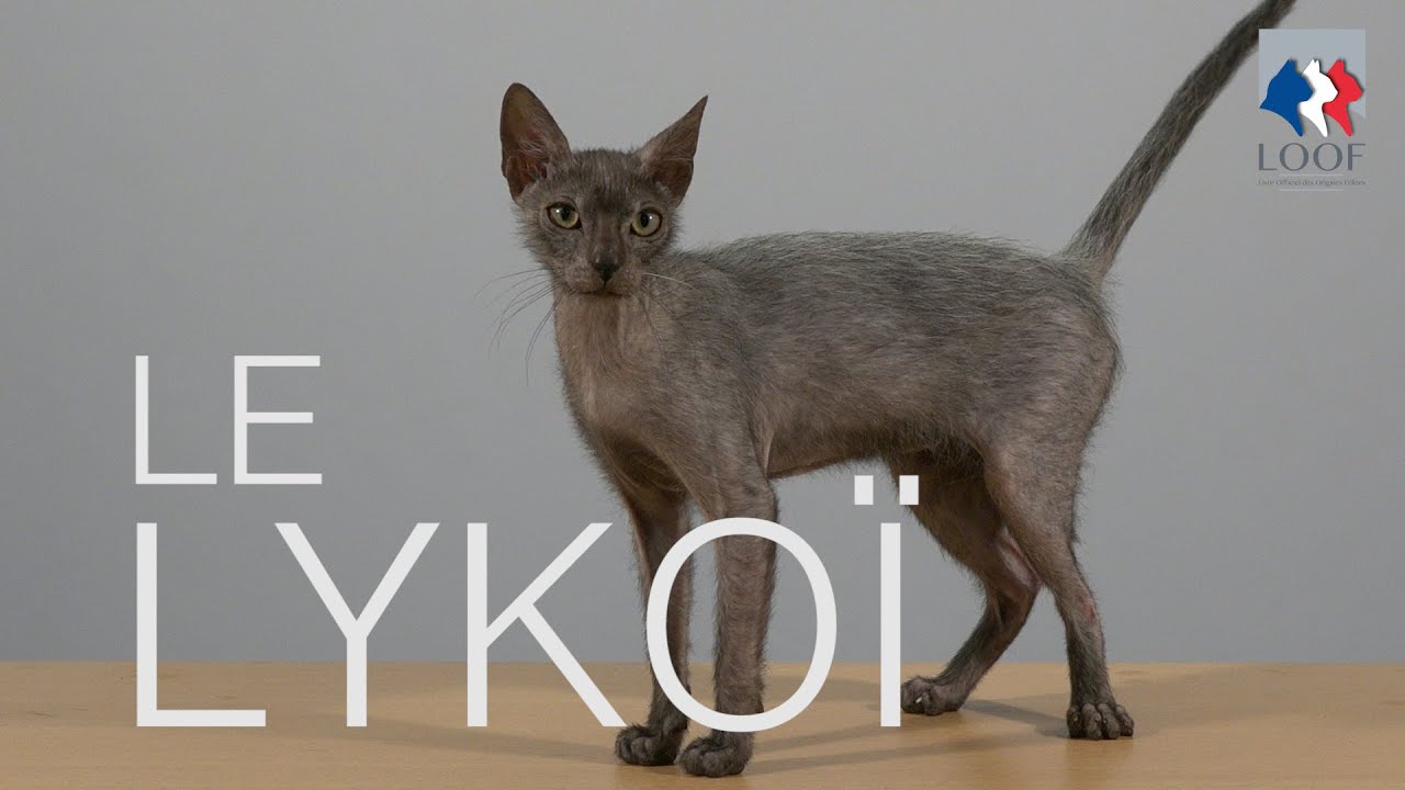 Tutocat - Le Lykoï