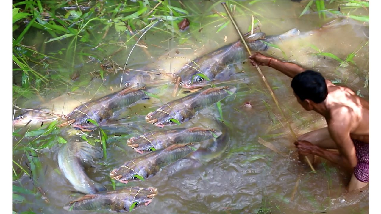 Khmer Cast Net Fishing In country - Khmer Cast Net Fishing in Village - Fishing in Countryside
