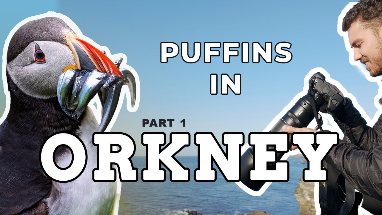 Solo Trip to Orkney – Photographing Puffins | PART 1 | Nikon Z9 | NIKKOR 180-600mm