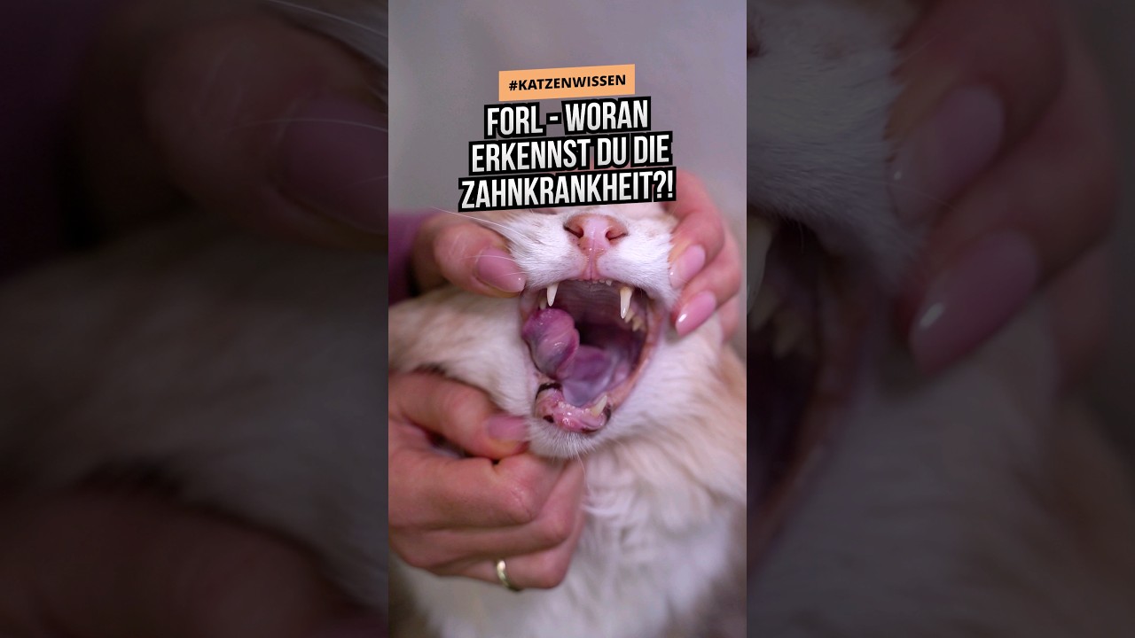 Betrifft fast jede 2. Katze! 🙀 Daran erkennst du die schmerzhafte Zahnkrankheit FORL. 