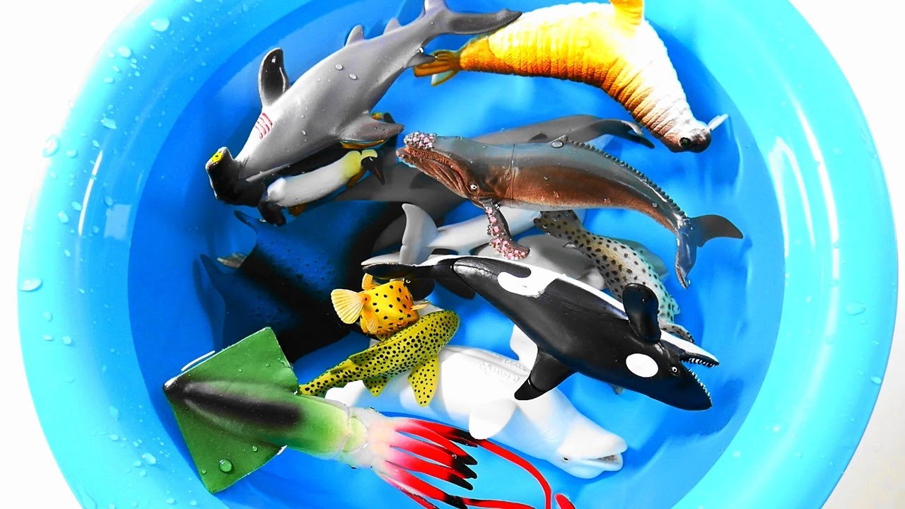 바닷속에 살고 있는 동물들을 모두 모아 물에 던지고 이름을 배워봅시다! Learn Sea Animals English Names and Features with Sea Toys