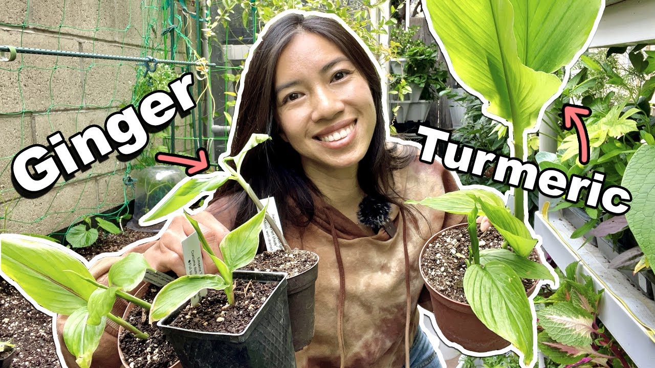 Rare Turmeric and Ginger Varieties You Need to Try!