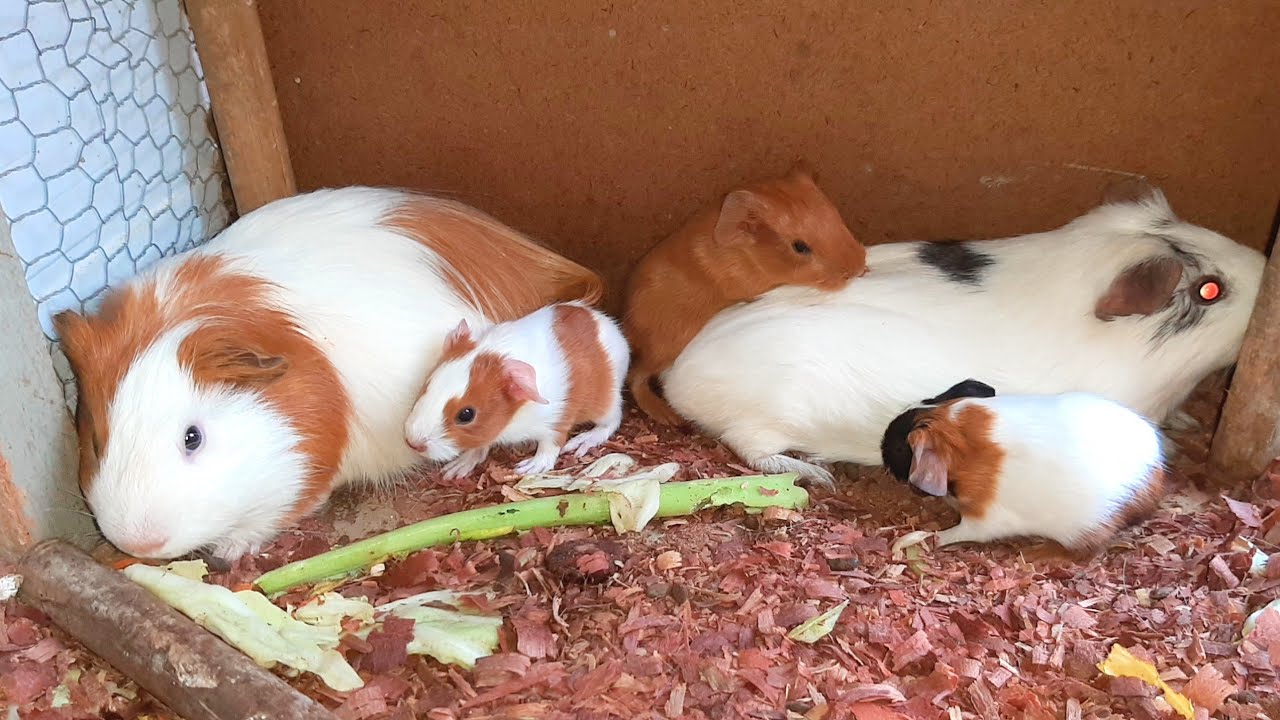 NASCERAM 3 FILHOTES DÁ MINHA CRIAÇÃO DE PORQUINHOS DÁ INDIA .