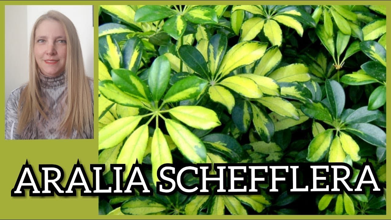 🌿ARALIA SCHEFFLERA / Cómo cuidar la planta Aralia. @Verónica Campanini Plantas