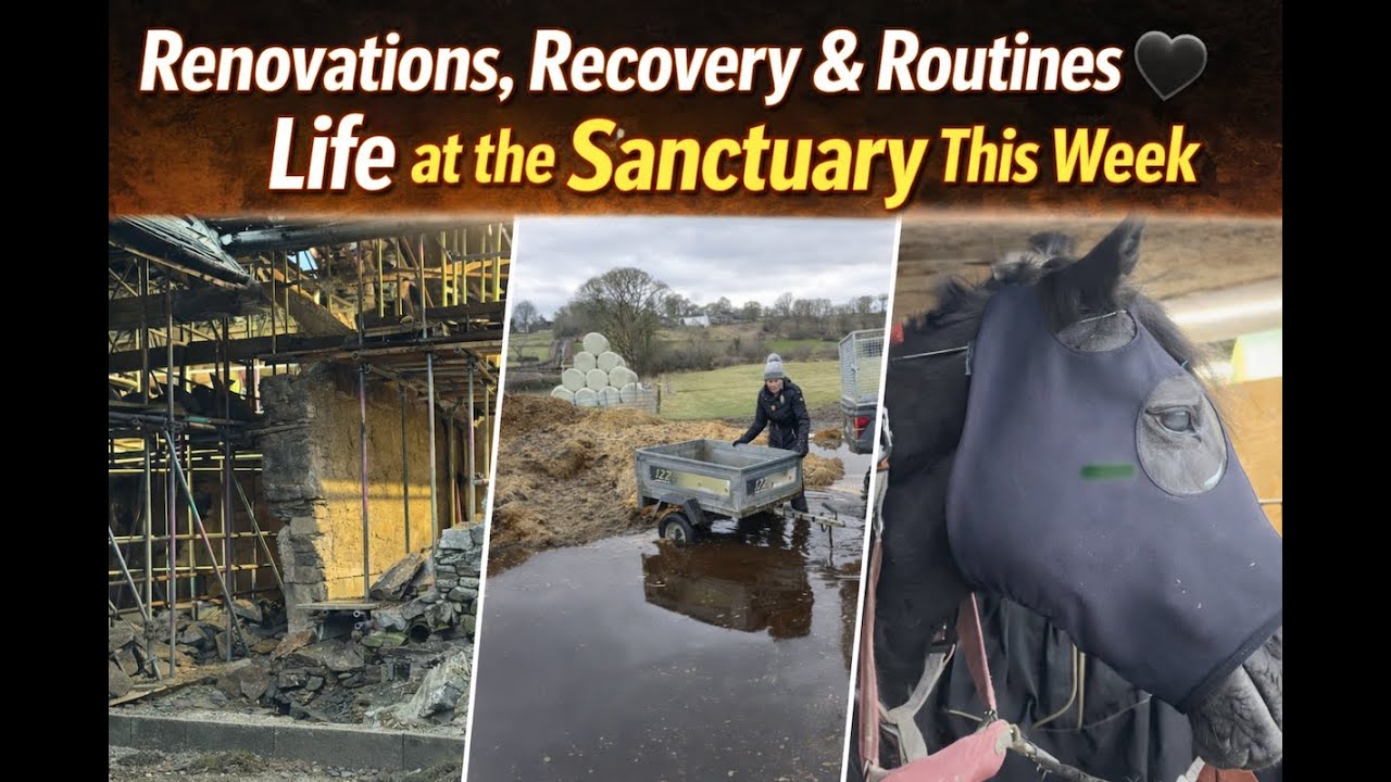 Renovations, Recovery & Routines 🖤 Life at the Sanctuary This Week