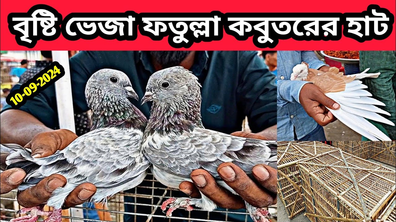 10-09-2024 বৃষ্টি ভেজা ফতুল্লা কবুতরের হাট। কম দামে গিরিবাজ কবুতর। Fatullah kobutor hat. pigeons hat