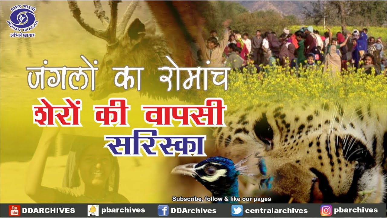 Roar - Return To Sariska | Tiger Reserve | Wild Adventures With Bedi Brothers