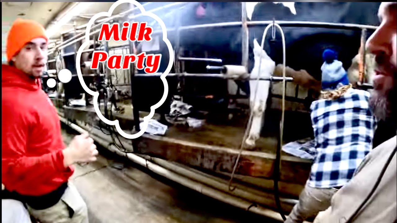 Morning Milking and Lance is Back!