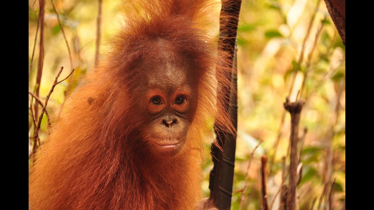 Cinta the Orangutan!